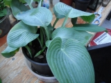 Hostas, Funkien von F - J