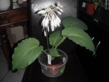 Hostas, Funkien von K - O