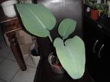 Hostas, Funkien von P - T