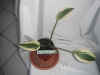 ls dragonfly