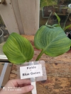 fickle blue genes