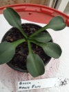 green mouse ears
