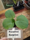 paradise surprise